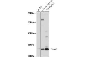 Western blot analysis of extracts of various cell lines, using SN antibody (ABIN7270379) at 1:1000 dilution. (SNAI3 anticorps  (AA 7-186))