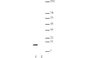 Histone H4 dimethyl Lys20 mAb tested by Western blot. (Histone H4 anticorps  (2meLys20))