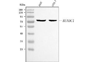 Western blot analysis of RUNDC1 using anti-RUNDC1 antibody (ABIN7599880).