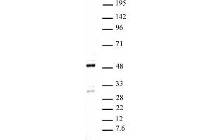 Ets-1 pAb tested by Western blot.
