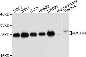 Western blot analysis of extracts of various cell lines, using GSTK1 antibody. (GSTK1 anticorps)