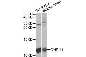 Western blot analysis of extracts of various cell lines, using GNRH1 antibody (ABIN5973277) at 1/1000 dilution. (GNRH1 anticorps)