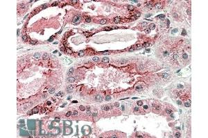 ABIN571011 (5µg/ml) staining of paraffin embedded Human Kidney.