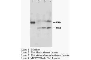 MRGPRC SNSR Polyclonal Antibody (MRGPRC anticorps  (N-Term))