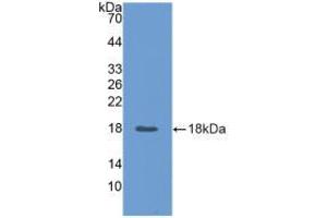 Western blot analysis of recombinant Pig ANGPT2. (Angiopoietin 2 anticorps  (AA 89-206))