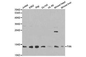 Frataxin anticorps  (AA 42-210)