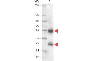 Western Blot of Alkaline Phosphatase conjugated Rabbit anti-Swine IgG antibody.