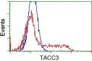 Image no. 7 for anti-Transforming, Acidic Coiled-Coil Containing Protein 3 (TACC3) antibody (ABIN1498097) (TACC3 anticorps)