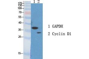 Western Blot (WB) analysis of specific cells using Cyclin D1 Polyclonal Antibody. (Cyclin D1 anticorps  (Ser166))