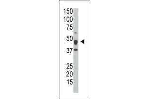 Image no. 1 for anti-Dual Specificity Phosphatase 6 (DUSP6) (Middle Region) antibody (ABIN360781) (DUSP6 anticorps  (Middle Region))