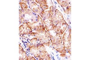 Immunohistochemical analysis of paraffin-embedded H.
