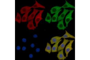 CD19 Mouse Monoclonal Antibody staining HepG2 cells by IF/ICC.