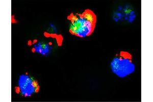 GFP+ hFCMR-transfected cells were stained with Goat F(ab’)2 Anti-Human IgM-PE