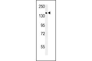 SD9 Antibody (C-term) (ABIN651896 and ABIN2840442) western blot analysis in MCF-7 cell line lysates (15 μg/lane). (SAMD9 anticorps  (C-Term))