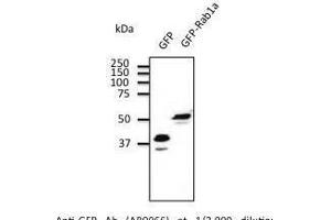Anti-GFP Ab at 2/2,000 dilutio transfected 293HEK cell lysates at 100 µg p Iane, rabbit polyclonal to goat Iµg (HRP) 1/20,000 dilution. (GFP anticorps)