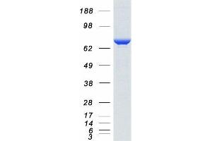 Validation with Western Blot