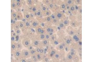 IHC-P analysis of Mouse Tissue, with DAB staining. (MPST anticorps  (AA 1-297))