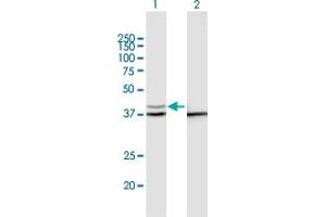 Western Blot analysis of PSMD13 expression in transfected 293T cell line by PSMD13 MaxPab polyclonal antibody. (PSMD13 anticorps  (AA 1-376))