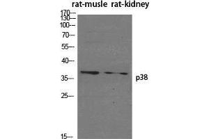 Western Blot (WB) analysis of specific cells using p38 Polyclonal Antibody. (MAPK14 anticorps  (Ser272))