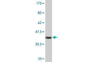 Western Blot detection against Immunogen (35.
