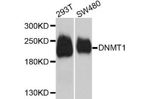 Western blot analysis of extracts of various cell lines, using Dnmt1 antibody (ABIN5973205) at 1/1000 dilution. (DNMT1 anticorps)