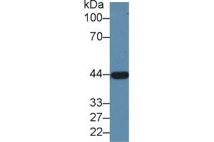 Western Blot; Sample: Porcine Liver lysate; Primary Ab: 1. (ADH1 anticorps  (AA 169-370))
