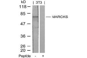Image no. 2 for anti-Myristoylated Alanine-Rich Protein Kinase C Substrate (MARCKS) (Ser158) antibody (ABIN197560) (MARCKS anticorps  (Ser158))