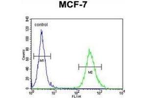 Flow cytometric analysis of MCF-7 cells (right histogram) compared to a negative control cell (left histogram) using CYB561D1 Antibody (C-term). (CYB561D1 anticorps  (C-Term))
