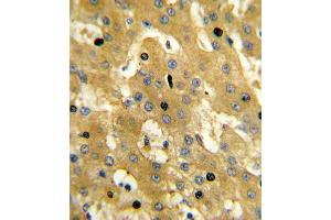 Immunohistochemistry (IHC) image for anti-Sterol Carrier Protein 2 (SCP2) antibody (ABIN3003846)