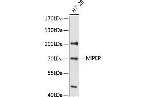 Western blot analysis of extracts of HT-29 cells, using MIPEP antibody  at 1:3000 dilution. (MIPEP anticorps  (AA 504-713))