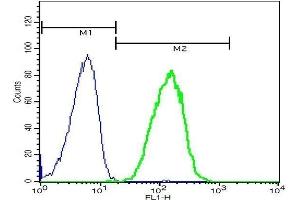 Mouse splenocytes probed with Rabbit Anti-CD32B(Tyr292) Polyclonal Antibody, FITC conjugated .
