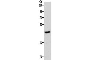 Western Blotting (WB) image for anti-Sphingosine-1-Phosphate Receptor 3 (S1PR3) antibody (ABIN2427003) (S1PR3 anticorps)