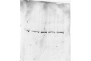 Human myeloma cell (BMI1 anticorps  (C-Term))