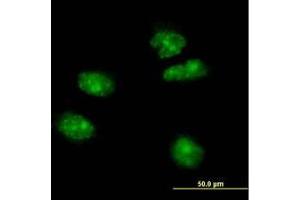 Image no. 2 for anti-Forkhead Box A2 (FOXA2) (AA 363-458) antibody (ABIN466039) (FOXA2 anticorps  (AA 363-458))
