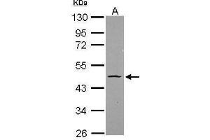 WB Image Sample (20 ug) A: HeLa nucleus 10% SDS PAGE antibody diluted at 1:1000 (OCT4 anticorps)