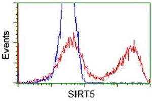 HEK293T cells transfected with either RC200189 overexpress plasmid (Red) or empty vector control plasmid (Blue) were immunostained by anti-SIRT5 antibody (ABIN2454846), and then analyzed by flow cytometry. (SIRT5 anticorps)