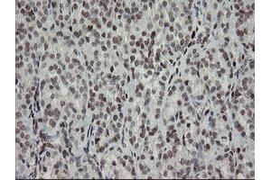 anti-Transducin-Like Enhancer of Split 1 (E(sp1) Homolog, Drosophila) (TLE1) (AA 180-460) antibody