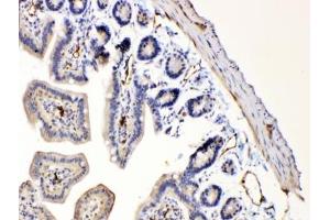 IHC testing of FFPE mouse intestine tissue with Bax antibody at 1ug/ml.