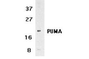 PUMA (NT), in K562 human cell lysate.