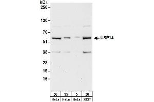 Western Blotting (WB) image for anti-Ubiquitin Specific Peptidase 14 (USP14) (AA 350-400) antibody (ABIN7454688)