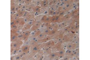 IHC-P analysis of Rat Tissue, with DAB staining. (Insulin anticorps  (AA 25-110))