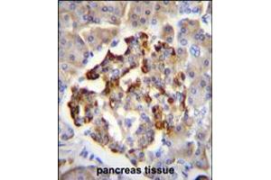 GAD2 Antibody immunohistochemistry analysis in formalin fixed and paraffin embedded human pancreas tissue followed by peroxidase conjugation of the secondary antibody and DAB staining. (GAD65 anticorps  (AA 109-138))