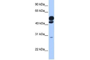 KLC3 antibody used at 1 ug/ml to detect target protein. (KLC3 anticorps  (Middle Region))
