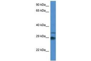 Image no. 1 for anti-Outer Dense Fiber of Sperm Tails 1 (ODF1) (AA 117-166) antibody (ABIN6746373) (ODF1 anticorps  (AA 117-166))