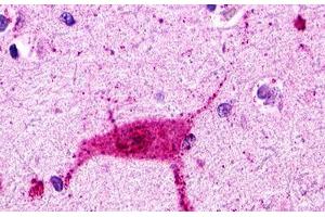 Image no. 1 for anti-Histamine Receptor H3 (HRH3) (Cytoplasmic Domain) antibody (ABIN1048962) (HRH3 anticorps  (Cytoplasmic Domain))