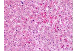 Anti-Bikunin / AMBP antibody IHC staining of human liver.