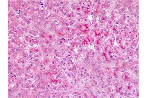 Anti-Bikunin / AMBP antibody IHC staining of human liver. (AMBP anticorps  (AA 77-104))