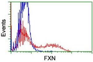 Image no. 2 for anti-Frataxin (FXN) antibody (ABIN1498335) (Frataxin anticorps)