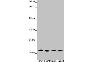 Western blot All lanes: MSRB3 antibody at 4. (MSRB3 anticorps  (AA 1-185))