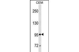E/CD10 (ABIN1539806 and ABIN2843797) western blot analysis in CEM cell line lysates (35 μg/lane). (MME anticorps  (AA 272-300))